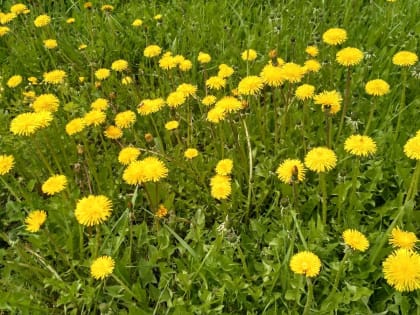 Прогноз погоды в Красноярске на 10 июня