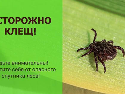 Как охотится клещ и чем он опасен, кроме энцефалита?