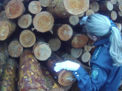Из Красноярского края вывезено 2 миллиона кубометров лесопродукции