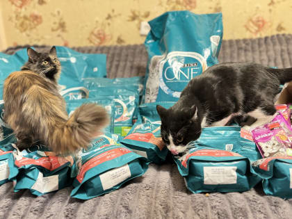 Благотворительная помощь приюту для животных в Красноярске