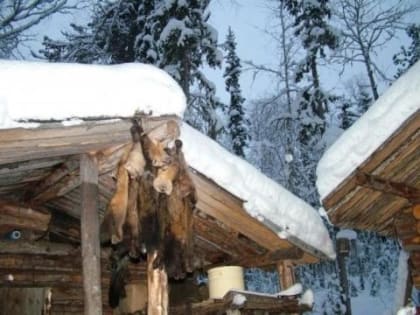 Стартовал прием заявок на ежемесячные социальные выплаты коренным малочисленным народам