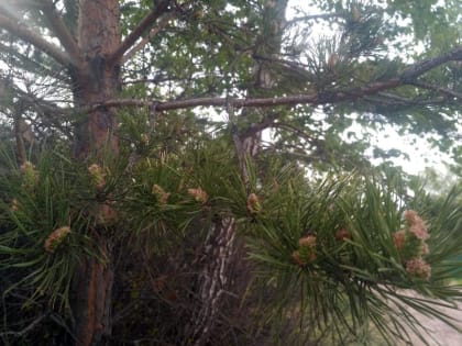 Прогноз погоды в Красноярске на 31 мая