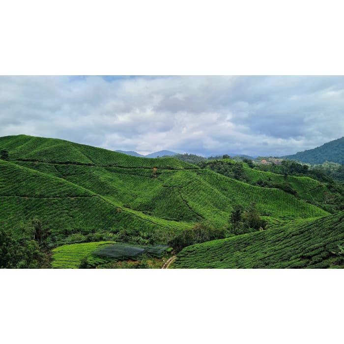 Cameron Highlands