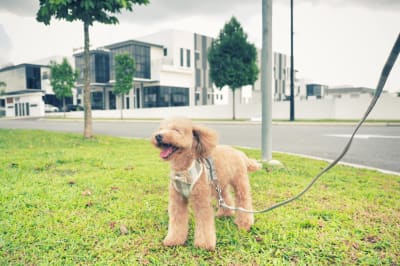 Pet Integrity HQ@EcoHub