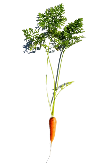 Baby Carrots