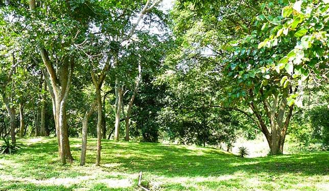 Gardens Sambiya River Lodge