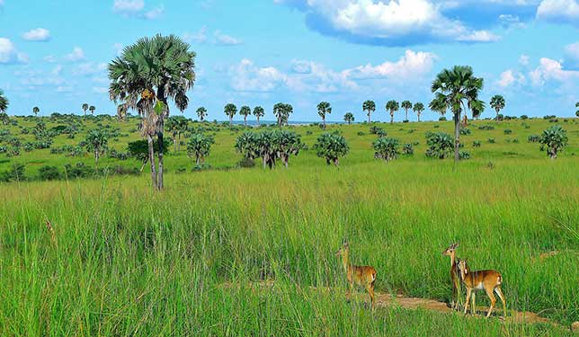 Scenery Murchison Falls National Park