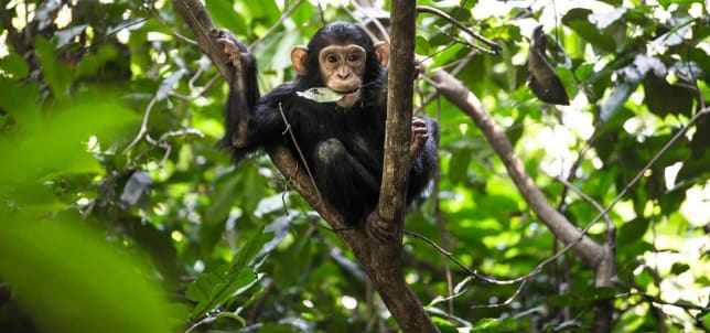 Chimpanzee tracking