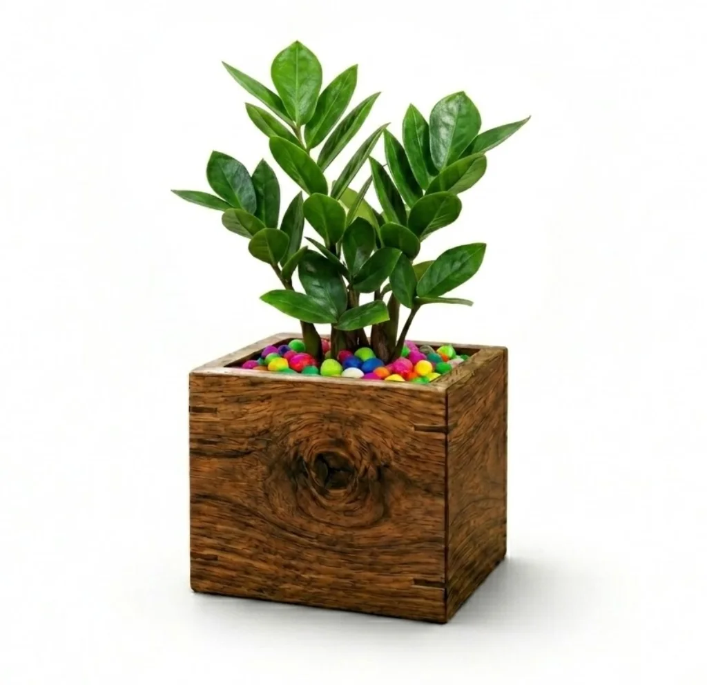 ZZ Plant