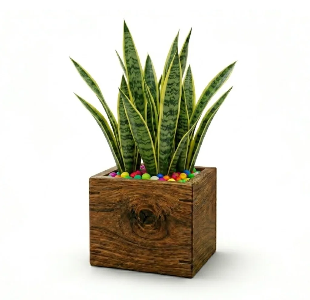 Snake Plant