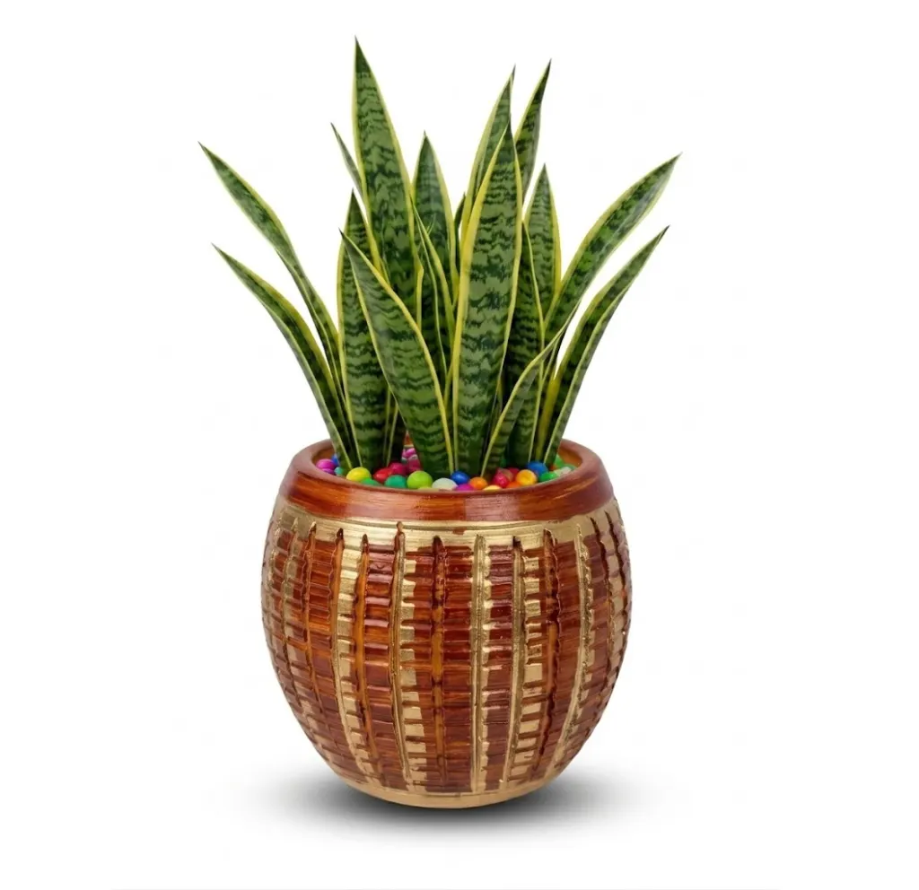 Snake Plant