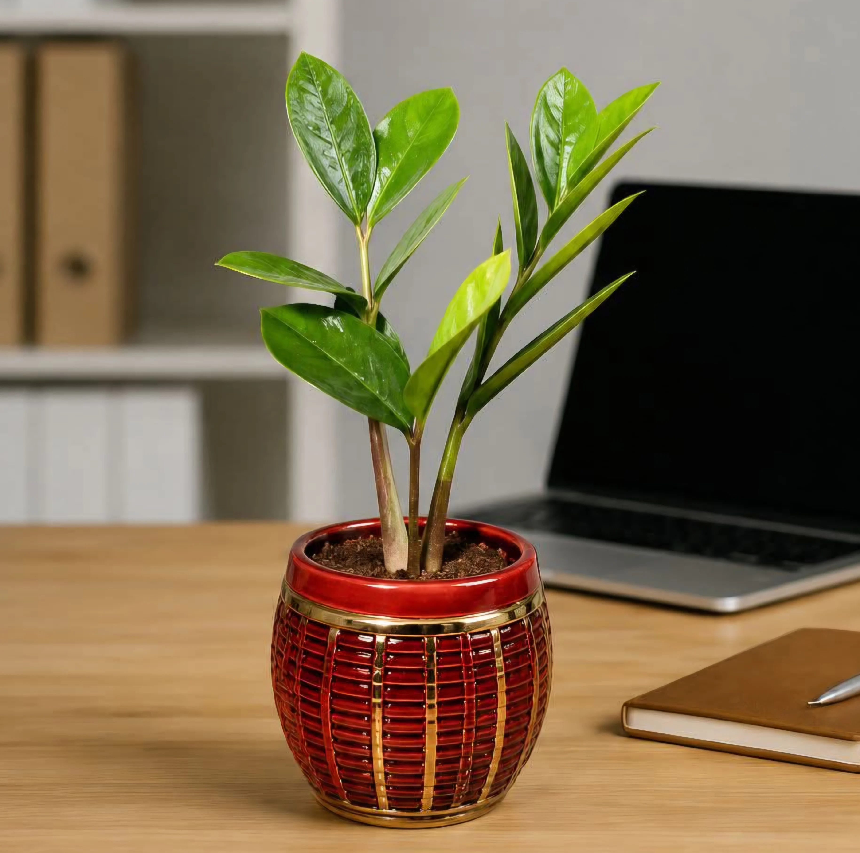 ZZ plant on burnt soil pot