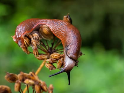 Добавить в мульчу — и слизни «откидываются» уже от запаха: реальное спасение для дачи