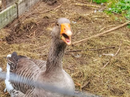 Смоляне произвели сельхозпродукции на сумму более 36 миллиардов рублей