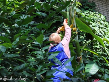 В гимназии № 4 Смоленска созрели бананы