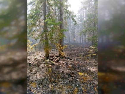 Под Смоленском серьезный лесной пожар спровоцировал взрывы снарядов