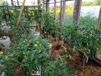 Как защитить овощи от болезней в августе