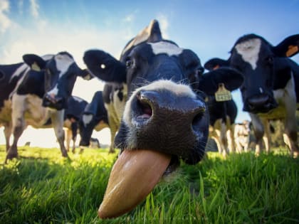 Ущерб от гибели скота в Курской области превысил 3 миллиарда рублей