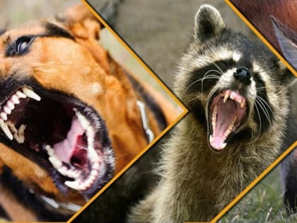 Памятка для населения. Бешенство