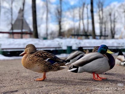 21 декабря в Смоленске сохранится плюсовая температура