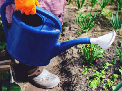 Смоляне стали чаще интересоваться товарами для дачи и сада
