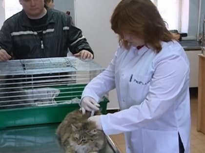 Смоляне смогут бесплатно привить домашних животных от бешенства