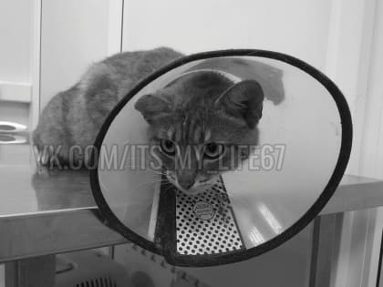 В Смоленске зооволонтёры выявили район частых заражений кошек вирусной лейкемией