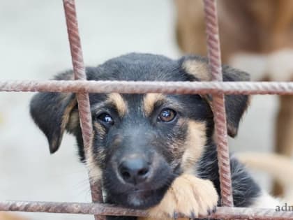 Заявка на отлов животных без владельцев