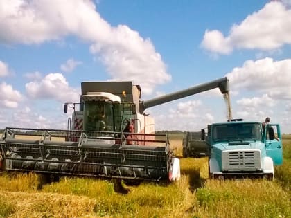 Смоленские аграрии получат 58 миллионов рублей на производство зерновых культур