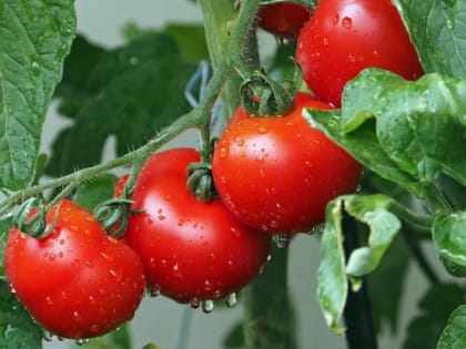 Как защитить урожай от томатного бражника