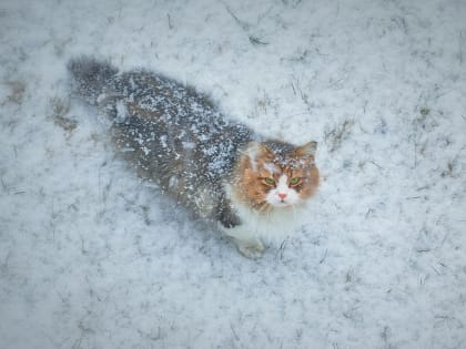 В новогоднюю ночь в Смоленской области ожидаются локальные снегопады
