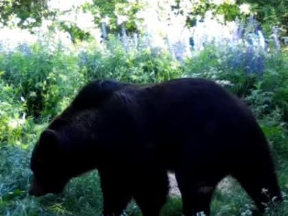 В заповеднике фотоловушка запечатлела косолапого (видео)