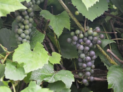 Ученые из американского Университета рассказали о пользе винограда для здоровья микробиома кишечника