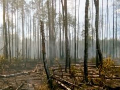 В Руднянском районе произошел серьезный лесной пожар