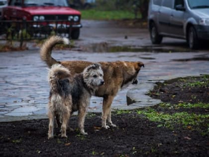 Житель Смоленщины смог отсудить компенсацию за укус бродячей собаки