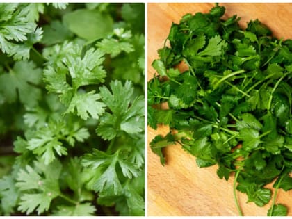 Секреты хранения зелени: советы от садовода