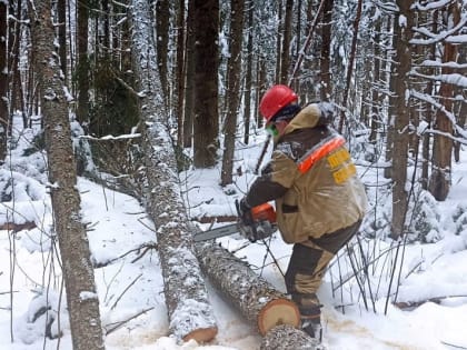 В лесах Смоленщины начались мероприятия по профилактике лесных пожаров