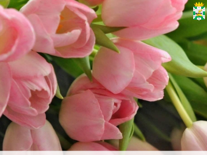 Поздравление Главы Смоленского муниципального округа Ольги Павлюченковой с Международным женским днем