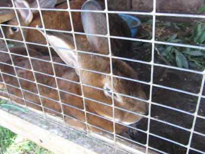 Генетические исследования в Белгороде: кролики как источник лекарства