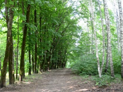 В Смоленске и области пройдет акция «Живи, лес!»