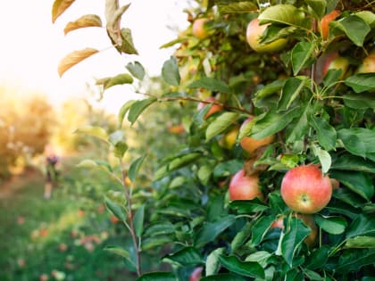 Летний салат из капусты и яблок: быстро и вкусно