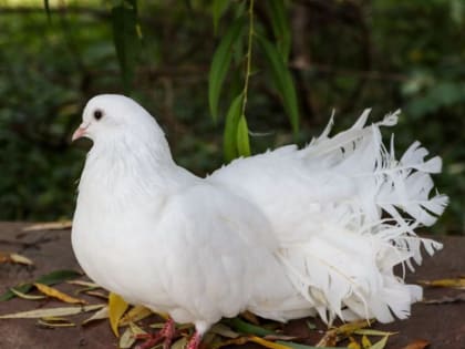 Смоленск отмечает День города с новыми семьями