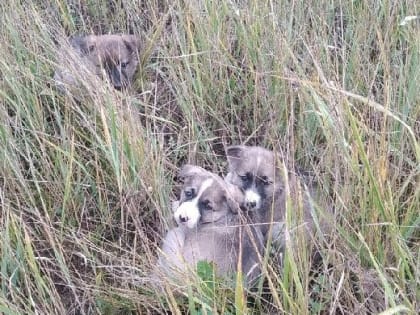 В Смоленской области от голода и холода рискуют умереть собака и щенки