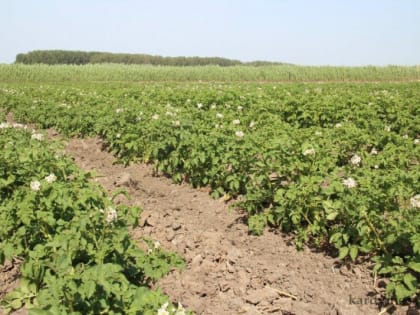 Губернатор Василий Анохин отметил лучшие районы области по сбору урожая – Кардымовский район в числе передовиков!