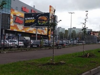 Новые саженцы для города