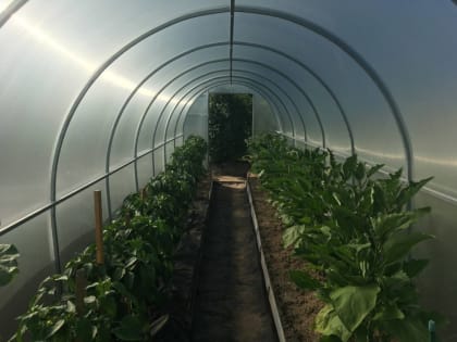 Как избавиться от тли в саду: советы садовода