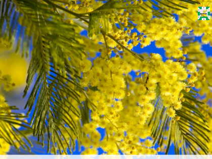 Поздравление председателя Смоленской окружной Думы Ю.Г. Давыдовского с Международным женским днем