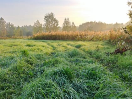 В Смоленской области зарастает около 1000 гектаров сельхозземель