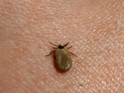 В Смоленской области просыпаются клещи