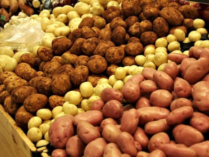 Министерство сельского хозяйства РФ: Российские производители картофеля снизили цены на 23,5%